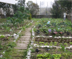 horta1